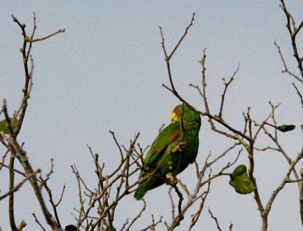 Photo (9): White-fronted Parrot