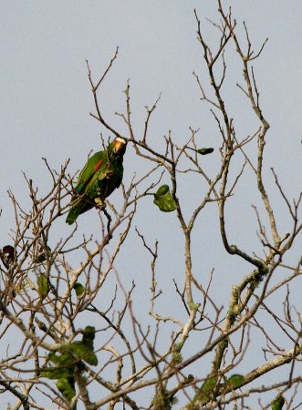 Photo (11): White-fronted Parrot