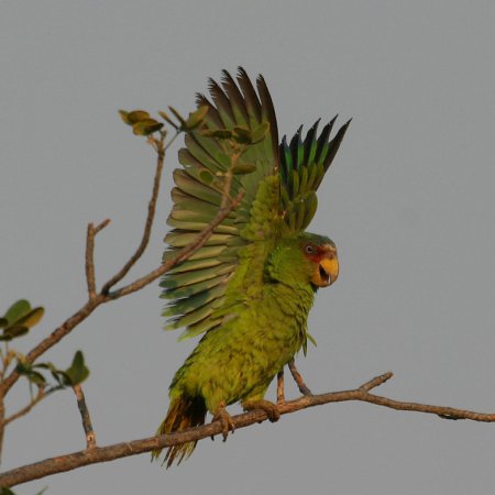 Photo (3): White-fronted Parrot