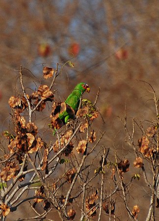 Photo (10): White-fronted Parrot