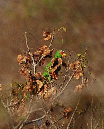Photo (13): White-fronted Parrot