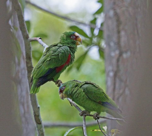 Photo (17): White-fronted Parrot
