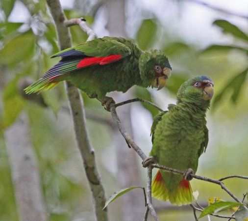 Photo (14): White-fronted Parrot