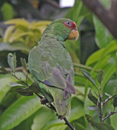 Photo (12): White-fronted Parrot
