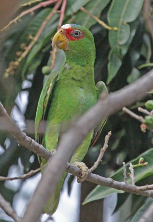Photo (15): White-fronted Parrot