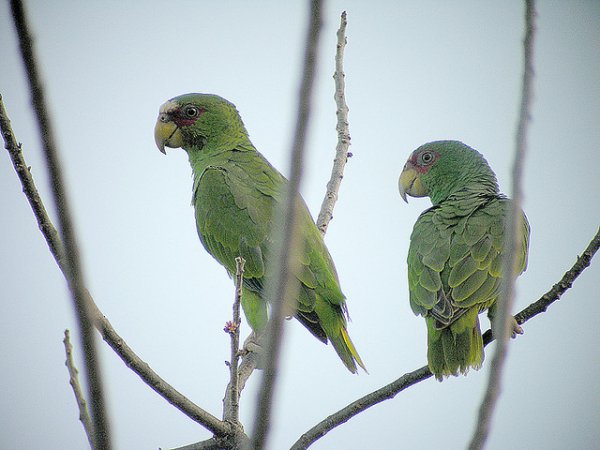 Photo (16): White-fronted Parrot