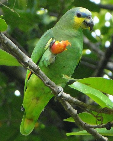 Photo (7): Orange-winged Parrot