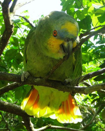 Photo (5): Orange-winged Parrot