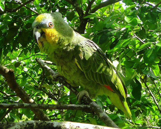 Photo (3): Orange-winged Parrot