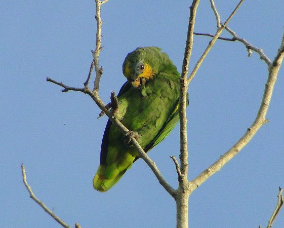 Photo (4): Orange-winged Parrot