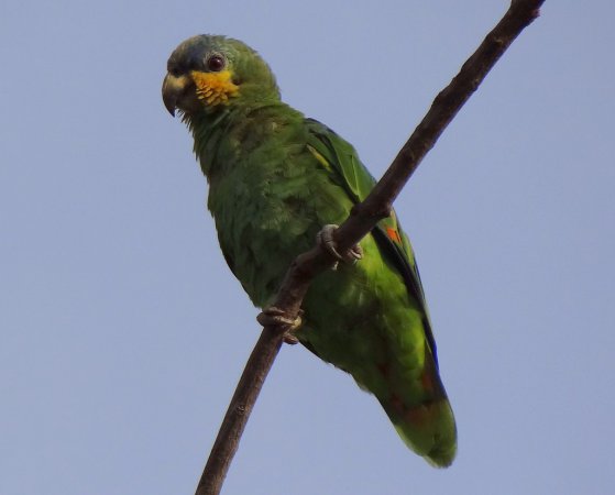 Photo (2): Orange-winged Parrot