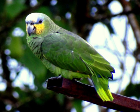 Photo (8): Orange-winged Parrot