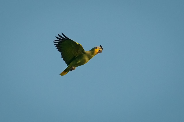 Photo (6): Orange-winged Parrot