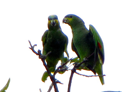 Photo (16): Orange-winged Parrot