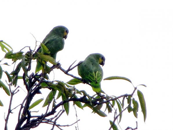 Photo (15): Orange-winged Parrot