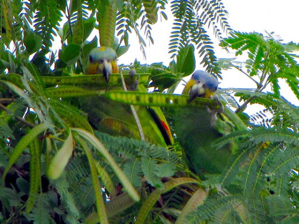Photo (13): Orange-winged Parrot
