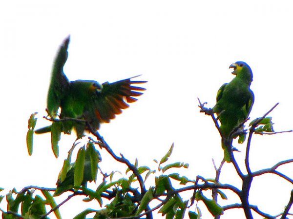 Photo (14): Orange-winged Parrot