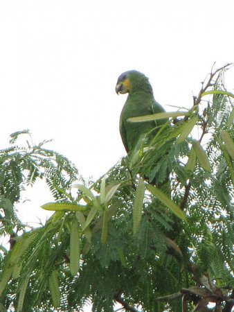 Photo (17): Orange-winged Parrot
