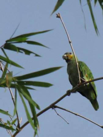 Photo (12): Orange-winged Parrot