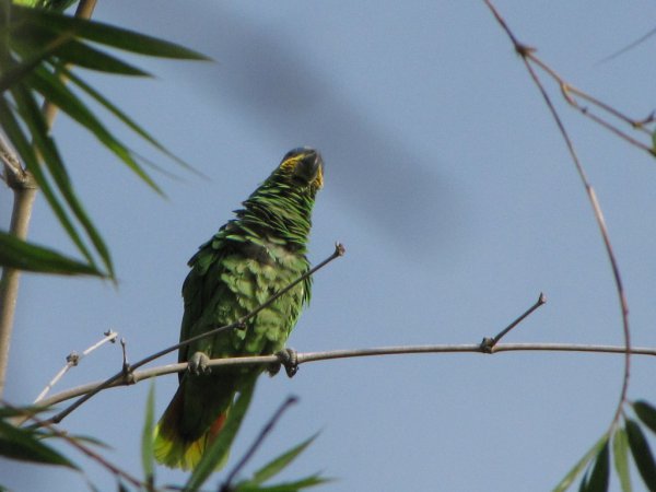 Photo (9): Orange-winged Parrot