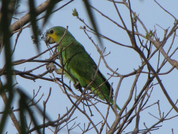 Photo (10): Orange-winged Parrot