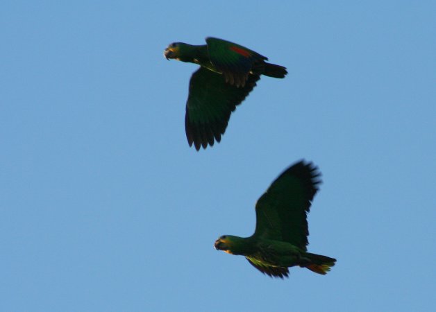 Photo (11): Orange-winged Parrot