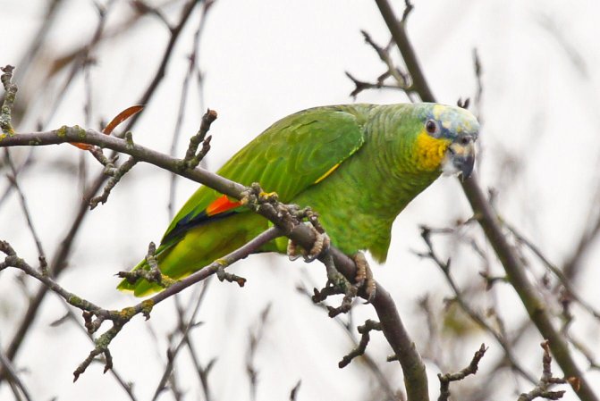 Photo (1): Orange-winged Parrot