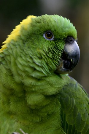 Photo (1): Yellow-naped Parrot