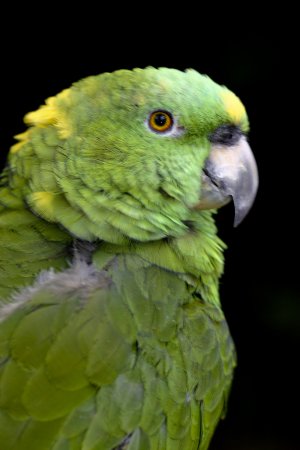Photo (2): Yellow-naped Parrot