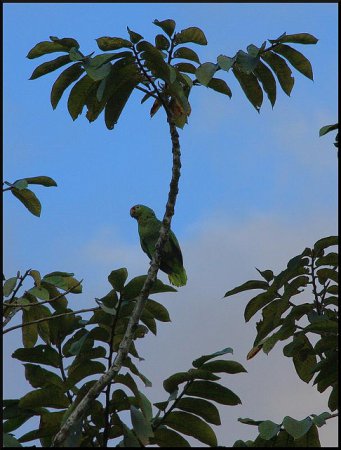 Photo (4): Red-lored Parrot