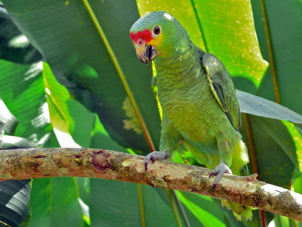 Photo (1): Red-lored Parrot