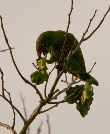 Photo (5): Red-lored Parrot