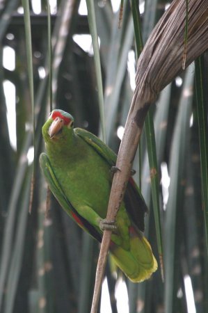 Photo (16): Red-lored Parrot