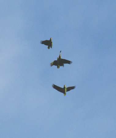 Photo (10): Red-lored Parrot