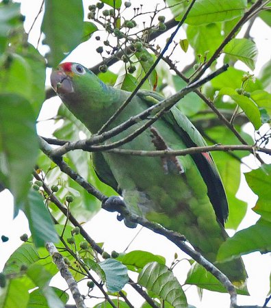 Photo (13): Red-lored Parrot