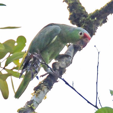 Photo (19): Red-lored Parrot