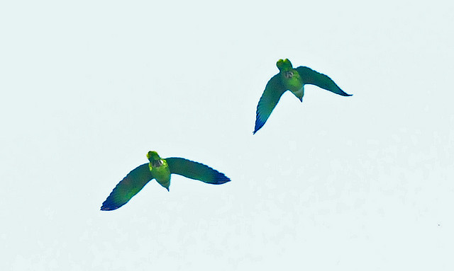 Photo (21): Red-lored Parrot