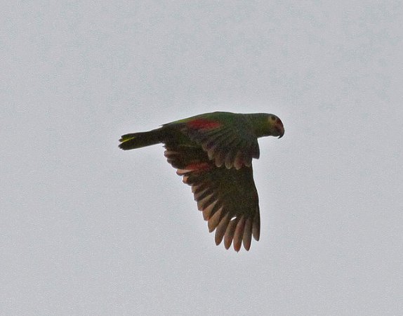 Photo (6): Red-lored Parrot