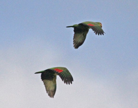 Photo (22): Red-lored Parrot