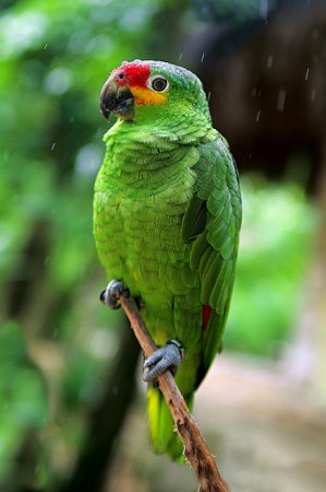 Photo (20): Red-lored Parrot