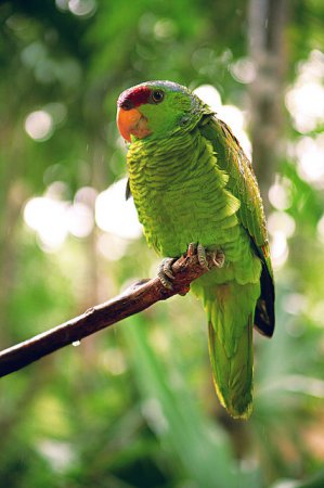 Photo (12): Red-lored Parrot