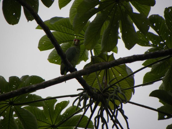 Photo (18): Red-lored Parrot