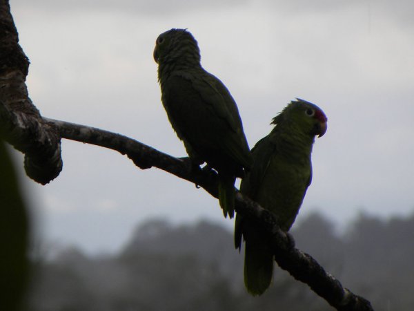 Photo (9): Red-lored Parrot