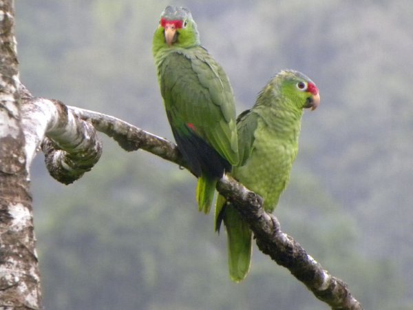 Photo (7): Red-lored Parrot