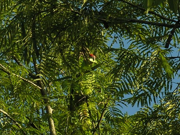 Photo (15): Red-lored Parrot
