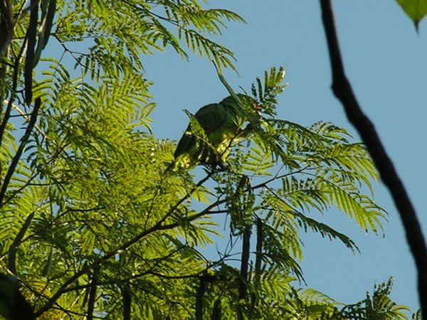 Photo (8): Red-lored Parrot