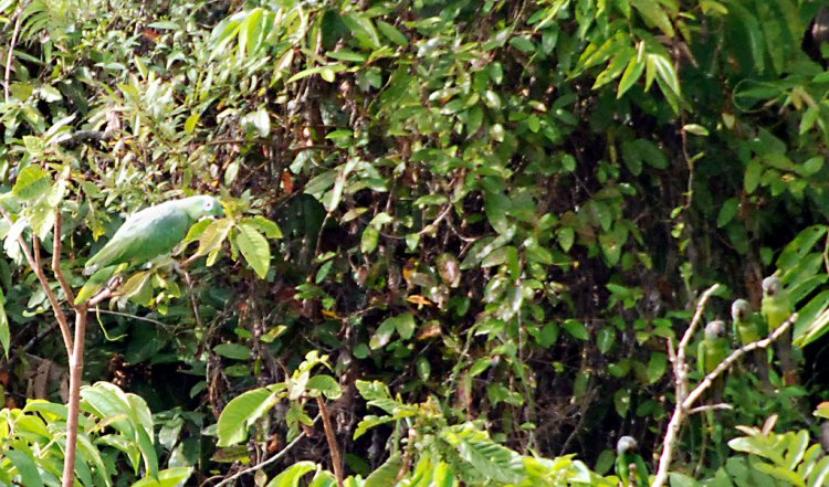 Photo (13): Mealy Parrot