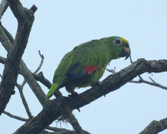 Photo (9): Yellow-crowned Parrot