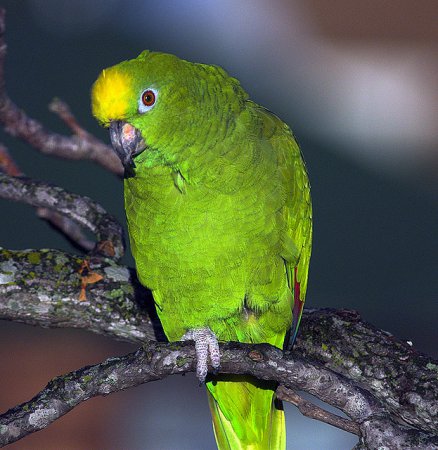 Photo (5): Yellow-crowned Parrot