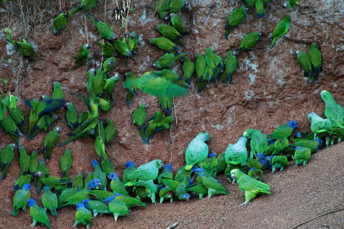 Photo (7): Yellow-crowned Parrot